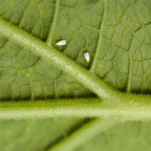 INSECTICIDAS